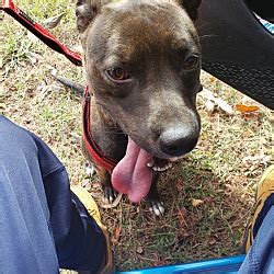 Our rescue is dedicated to saving dogs and puppies in the Central Savannah River Area (CSRA) Augusta GA, which includes Columbia and Richmond. . Augusta pets craigslist